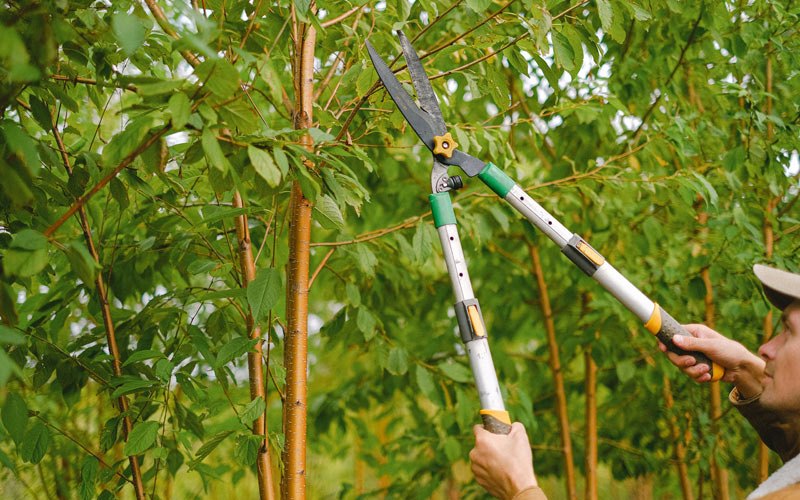 Tree trimming in Idamay, WV