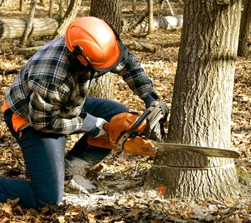 Tree Removal in Idamay, WV